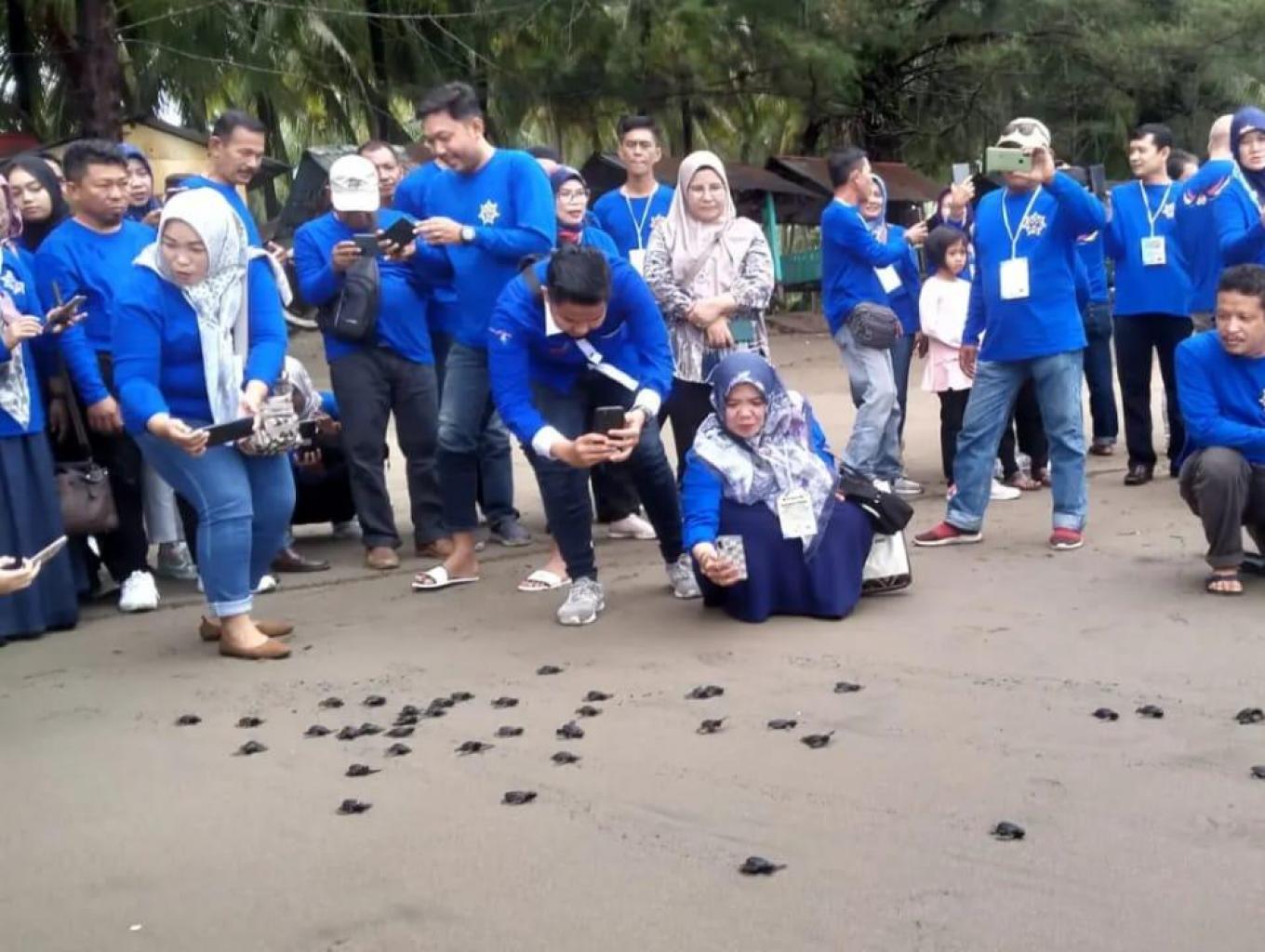 Pelepasan penyu