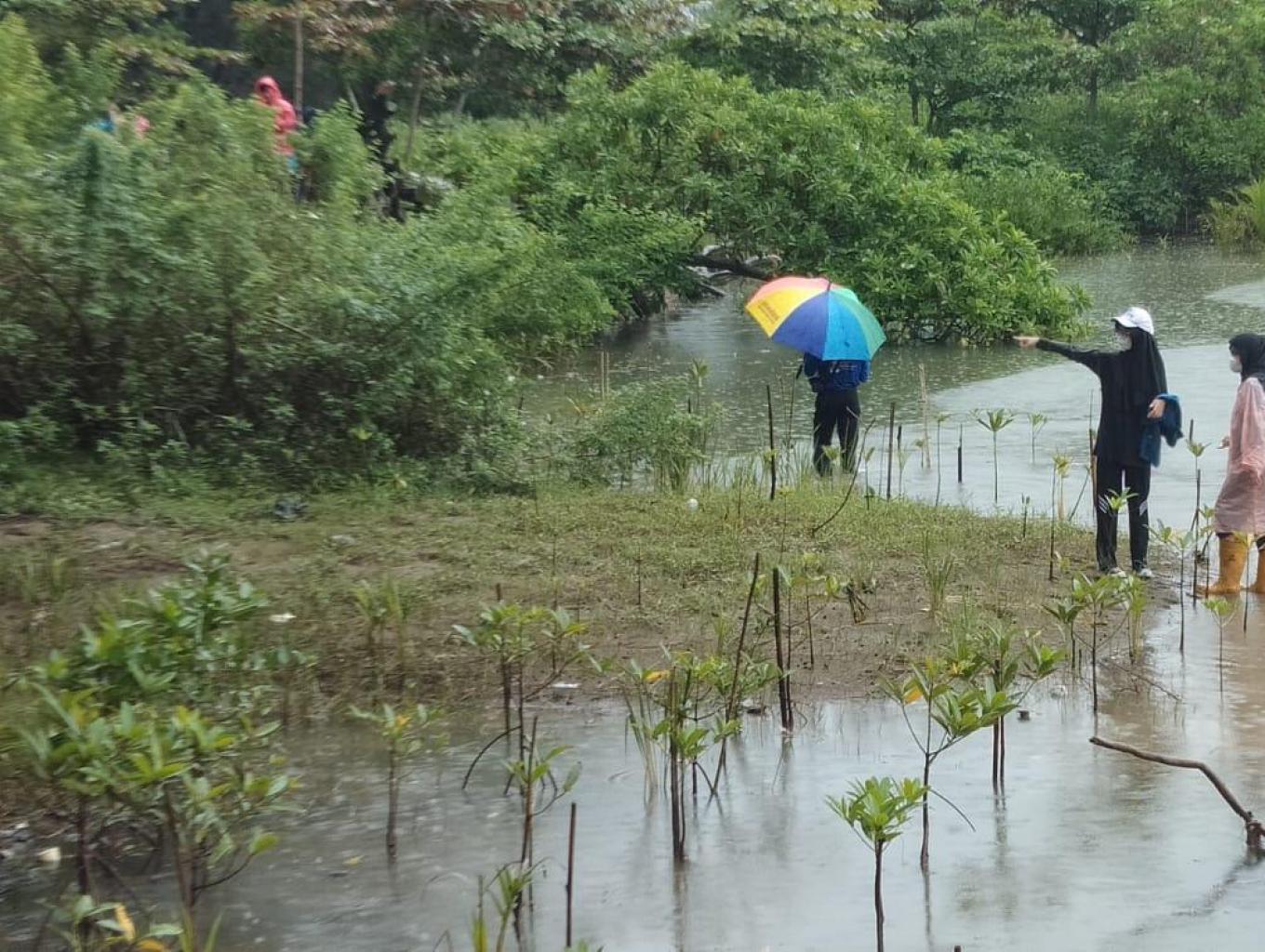 Menanam Mangrove
