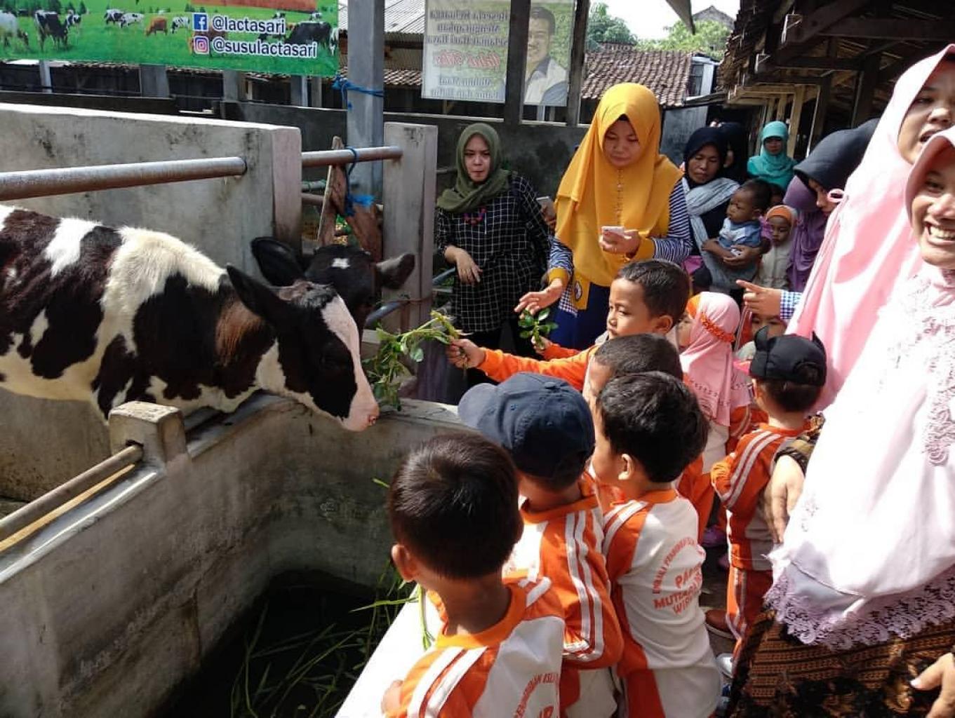 Pertenakan Sapi Perah