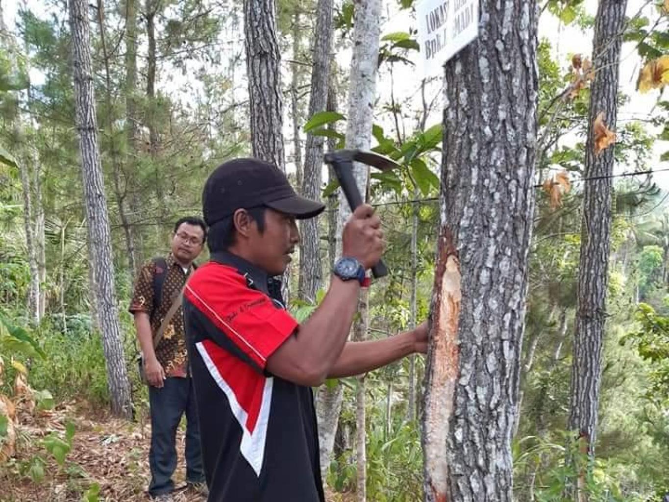 Sadap Pinus