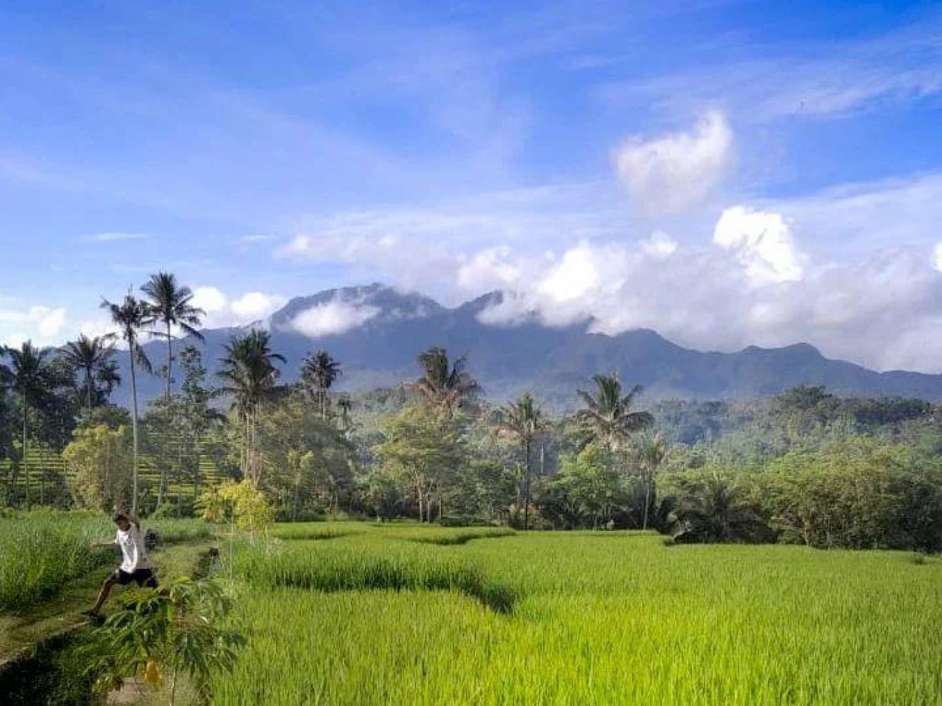 Pertanian dan Perkebunan