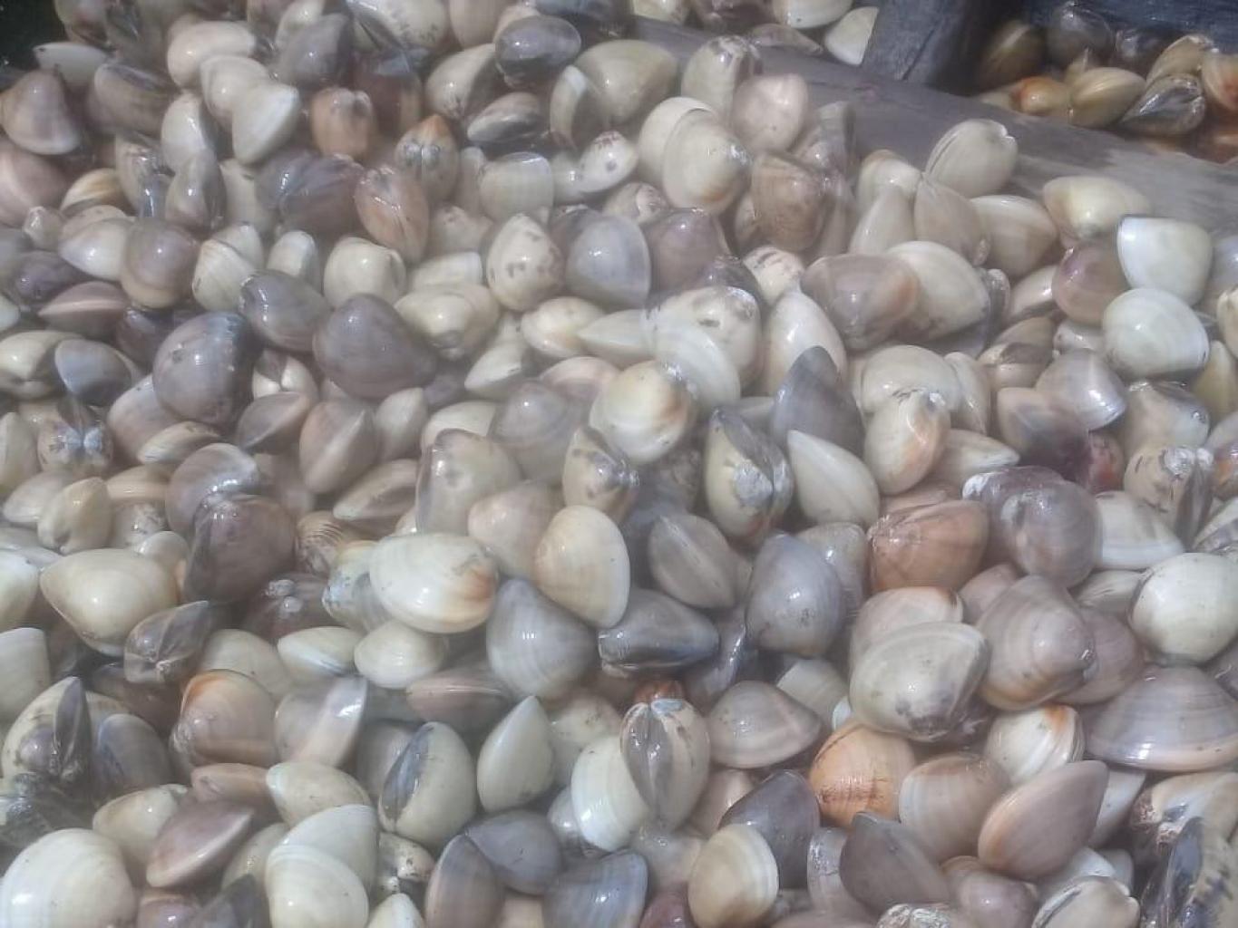 kopah dan lokan (Sejenis Kerang)