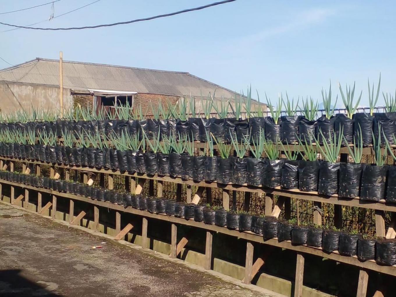 Kampung Tematik