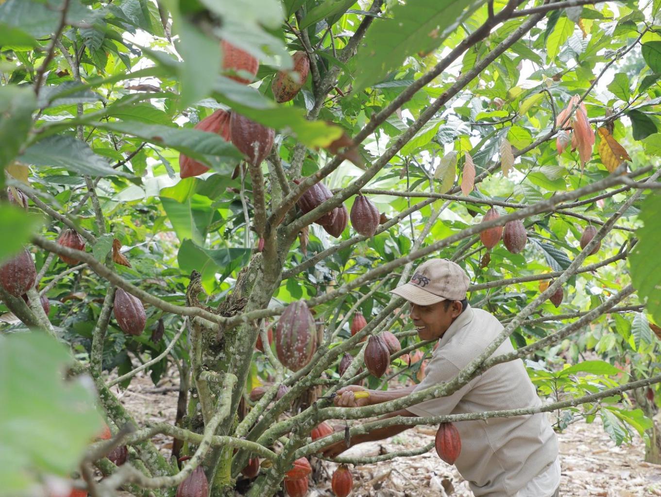 Agrowisata Kebun Kakao