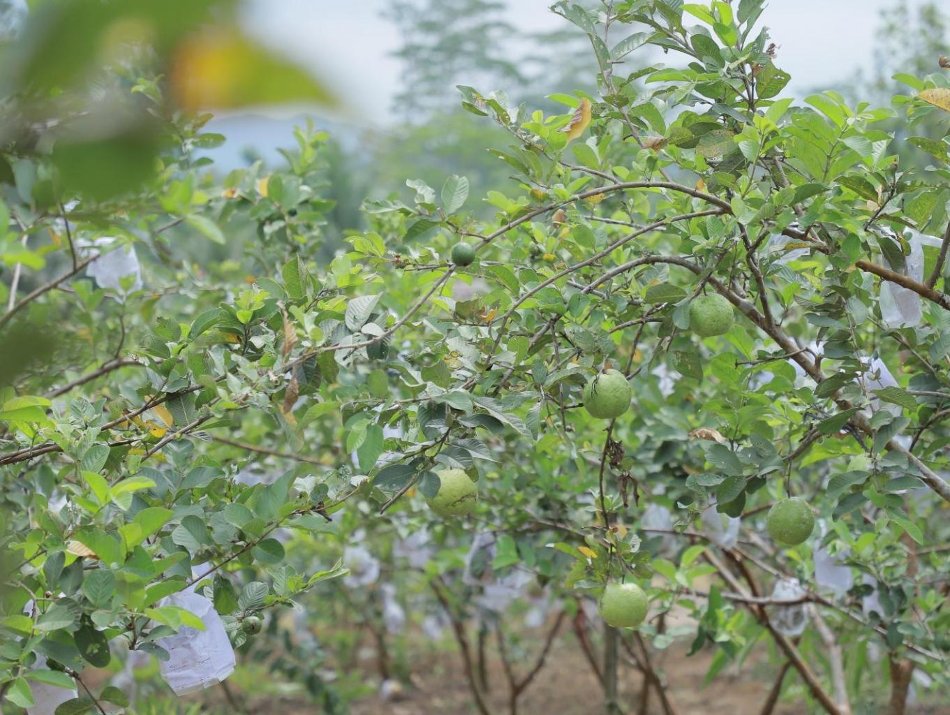 Jambu Kristal