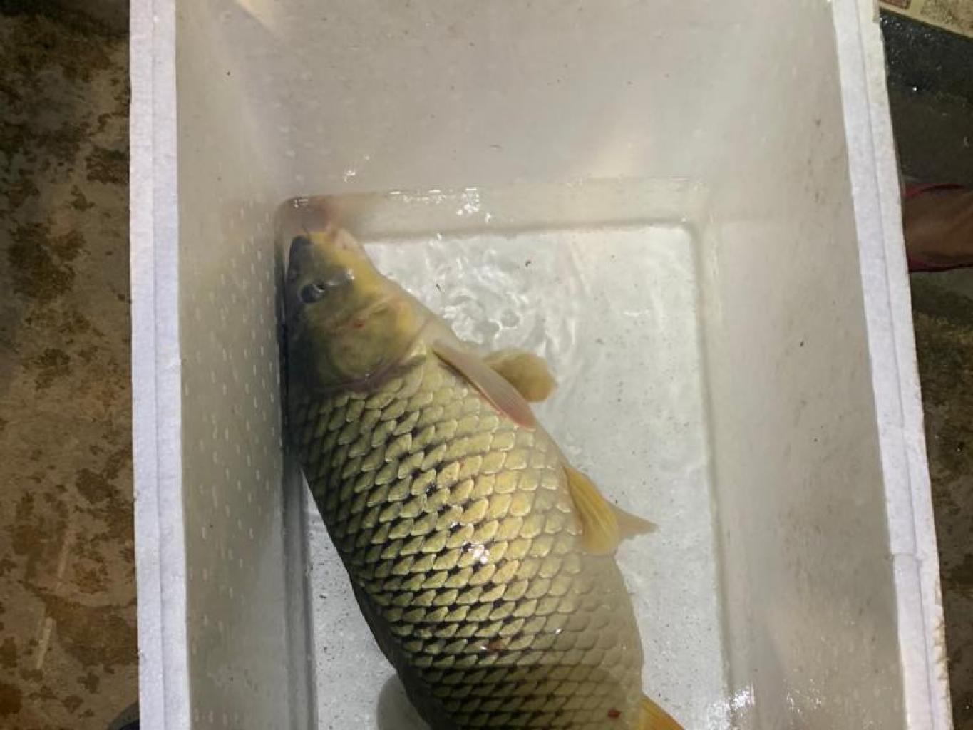 Ikan Mas