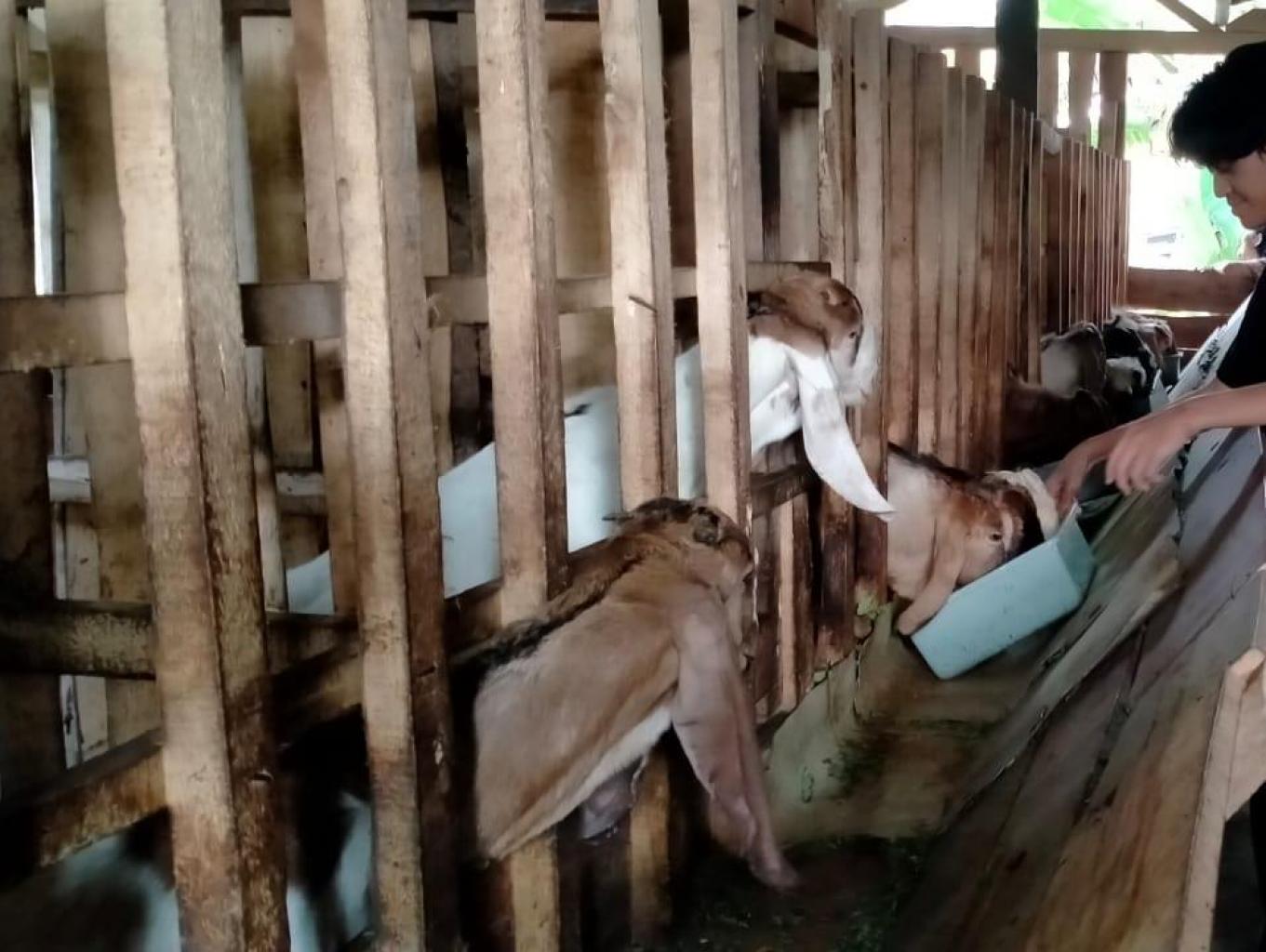 Edukasi Pakan Fermentasi dan Peternakan Kambing
