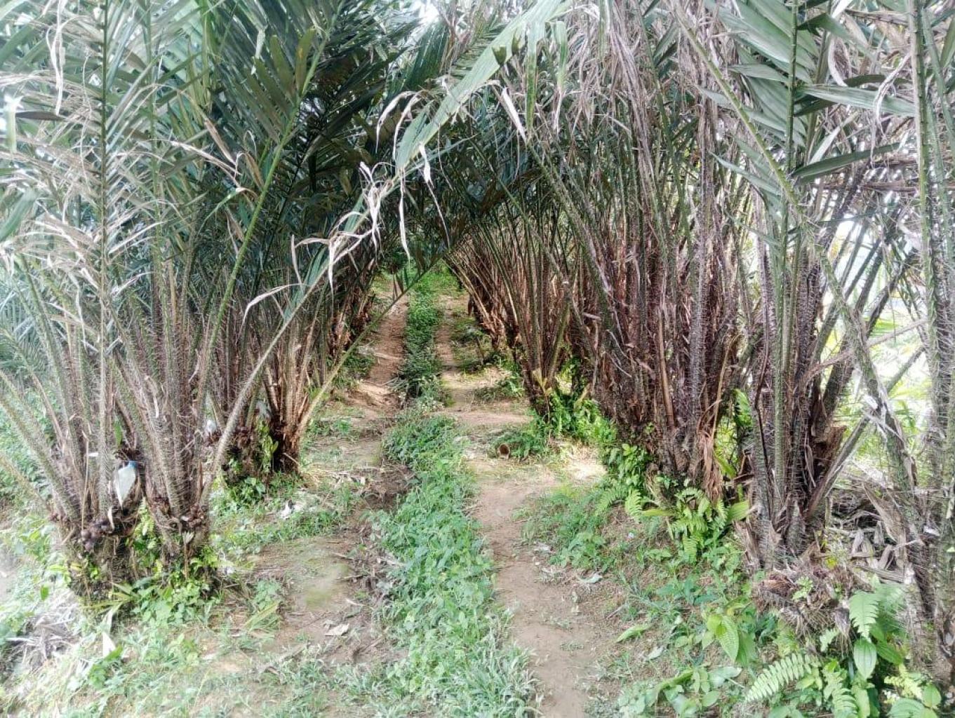 Agro Wisata Petik Buah Salak Langsung Dari Pohonnya