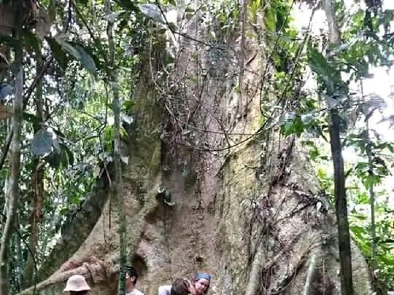 Trakking Pohon Raja