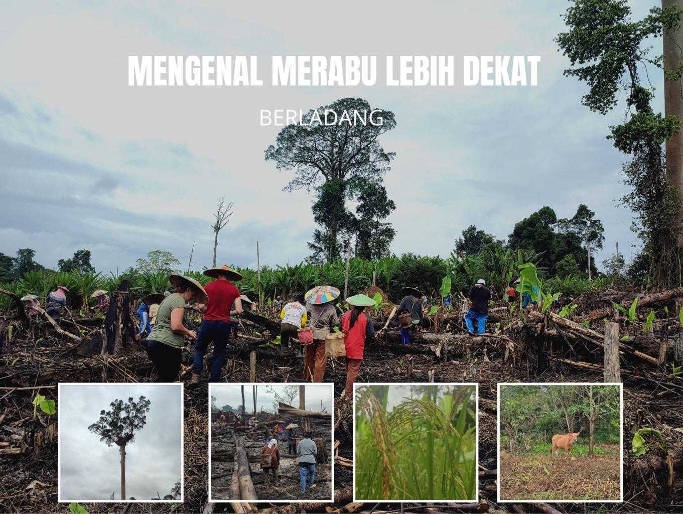 Mengenal Merabu Lebih Dekat - Berladang