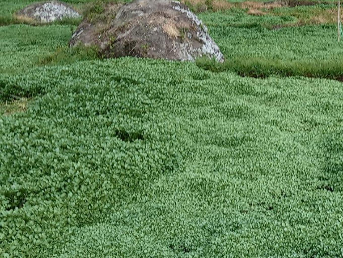kangkung cina ( sayur Gelang)