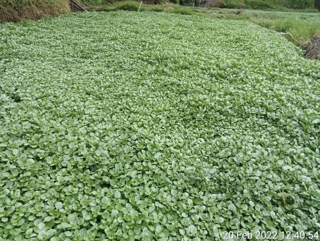 kangkung cina ( sayur Gelang)