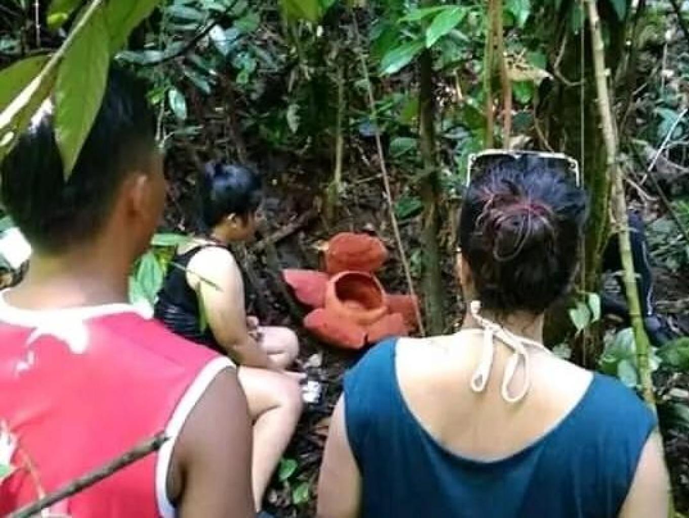 Trakking Tumbuhan Bunga Rafflesia