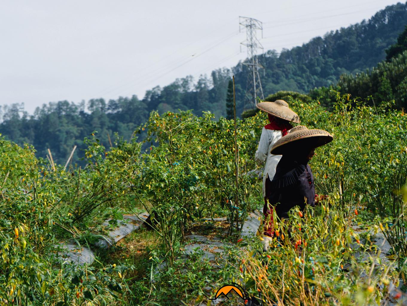 Agrowisata