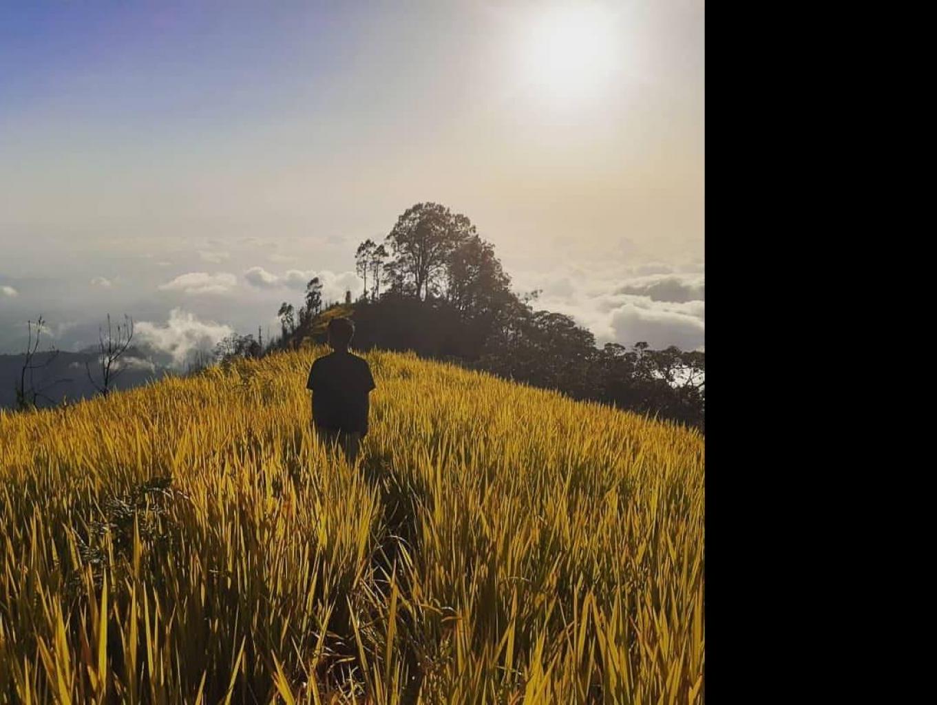 Puncak Wilis