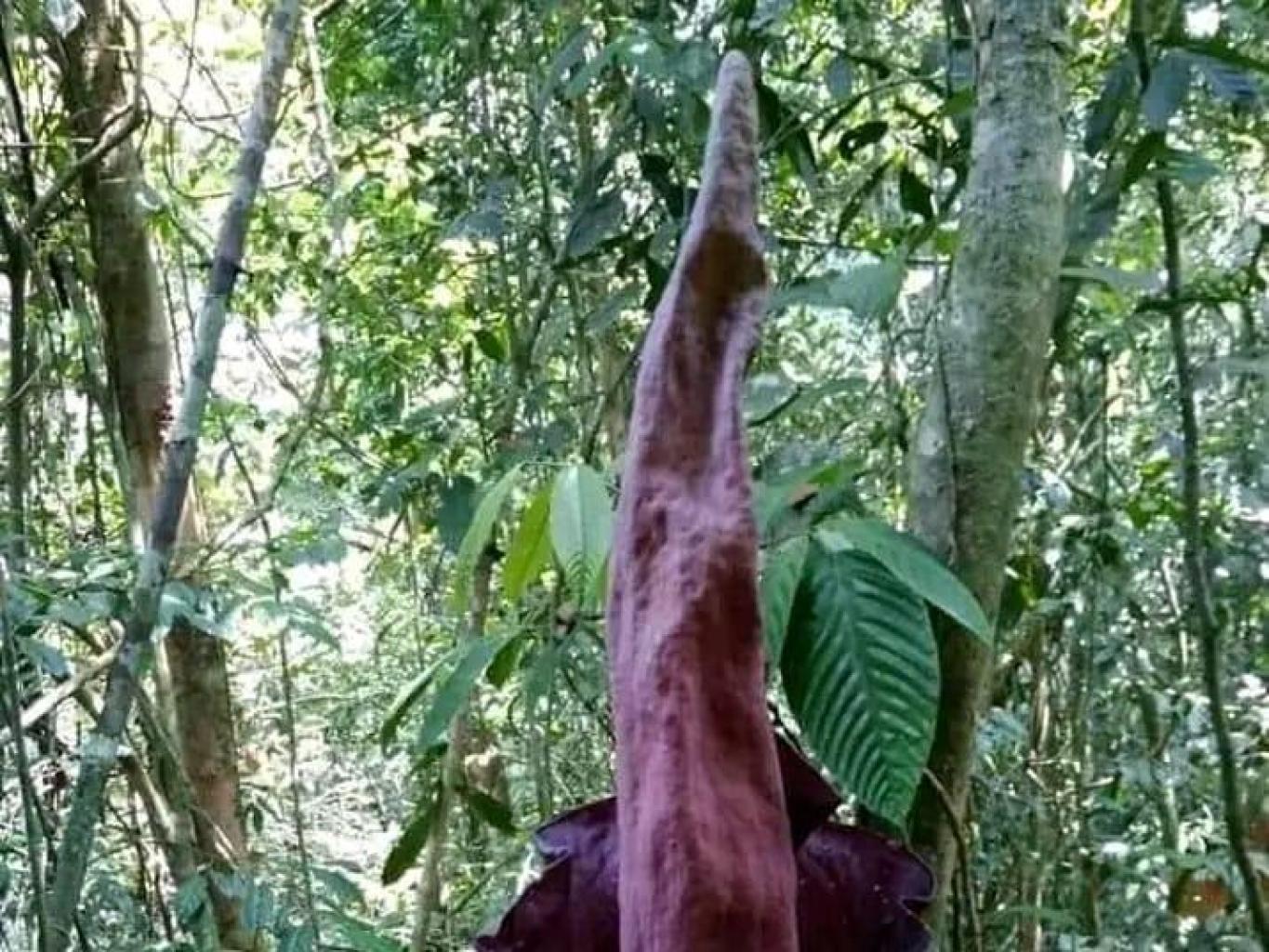 Trakking Bunga Amorphophallus titanum (Bunga Bangkai Raksasa)