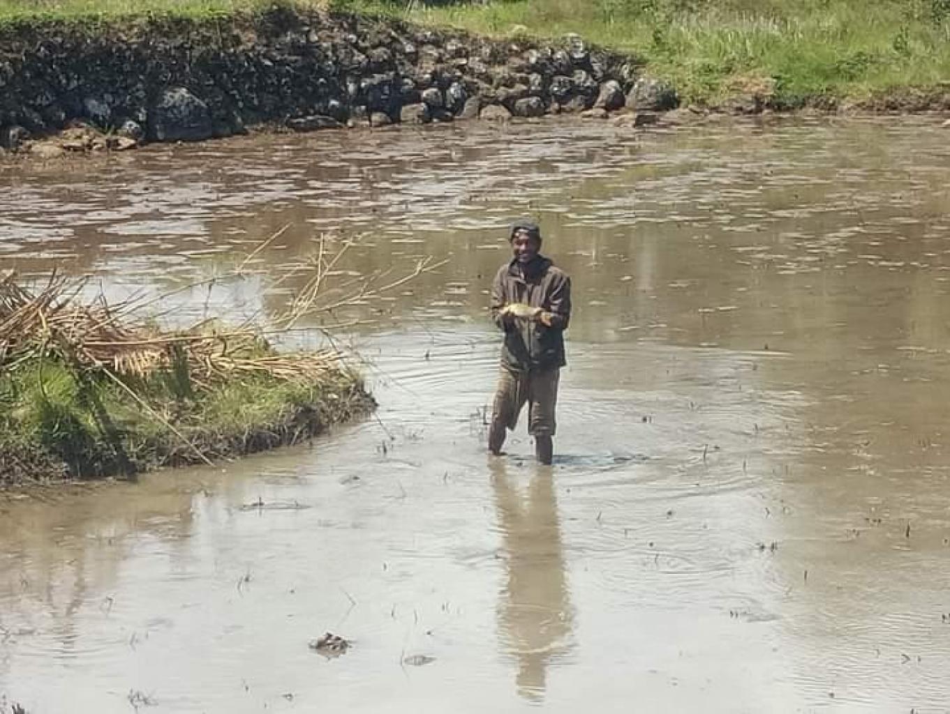 Ikan Mas