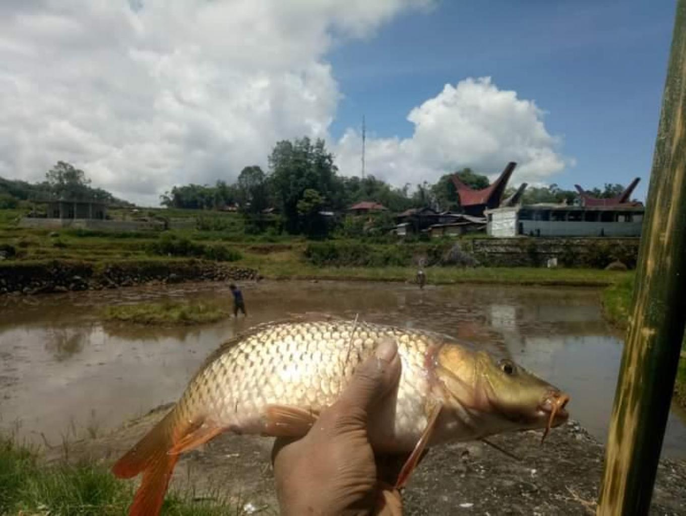 Ikan Mas