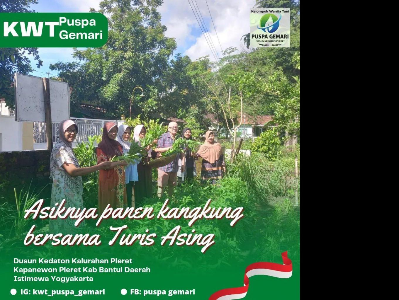 Panen Sayuran Organik