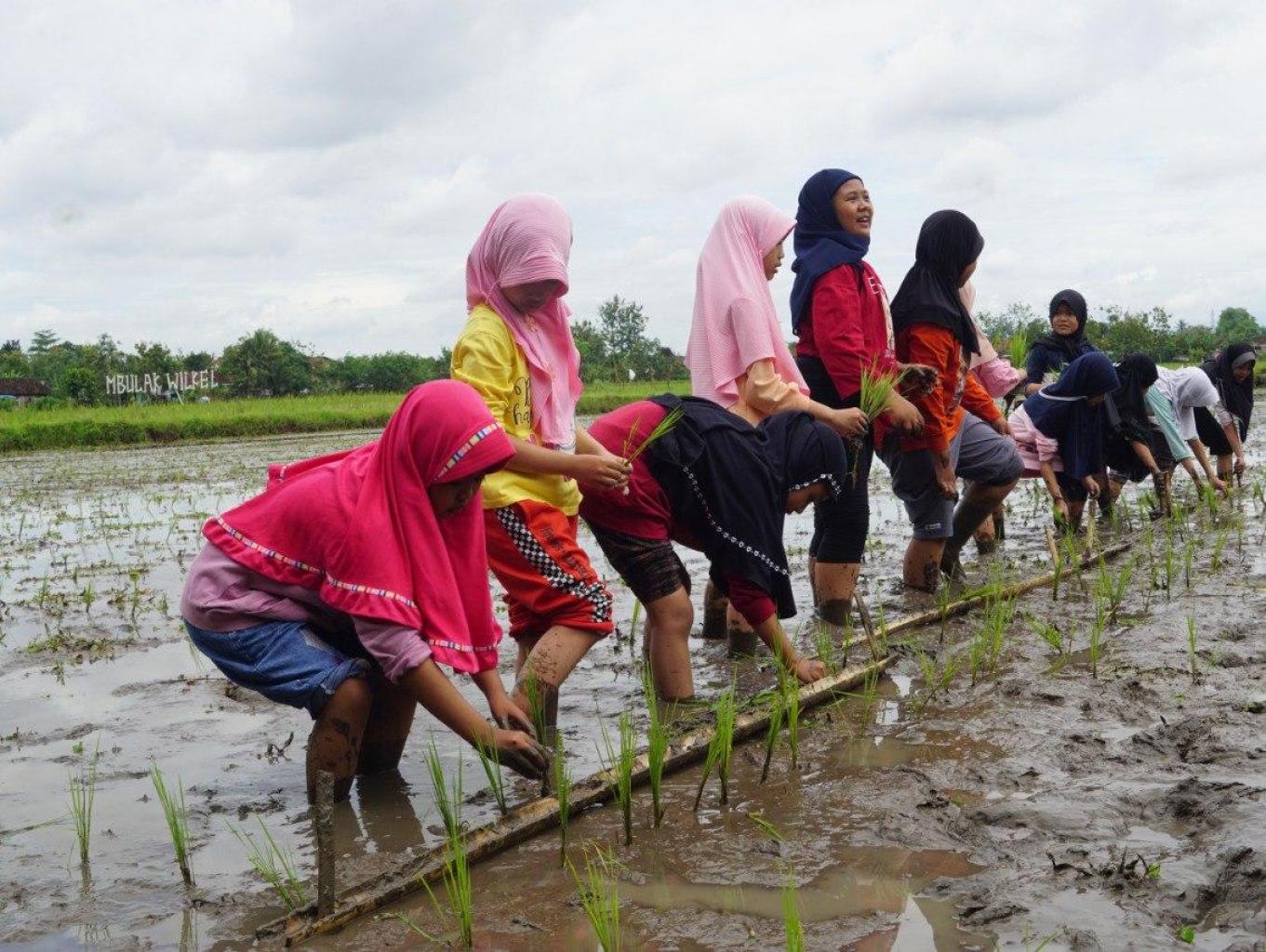 Belajar Tanam Padi
