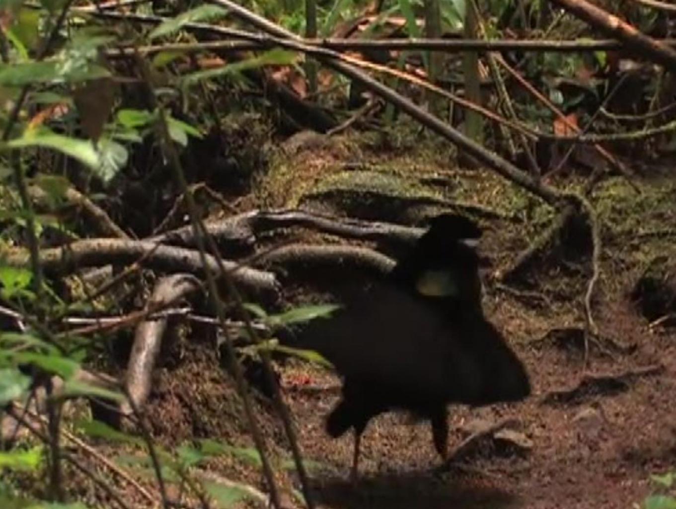 Pengamatan Burung Cenderawasih Western parotia