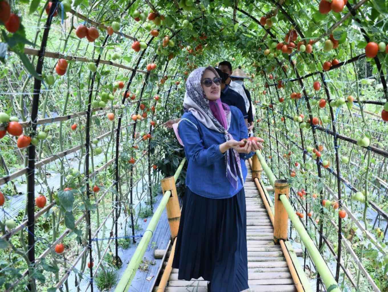 Agrowisata