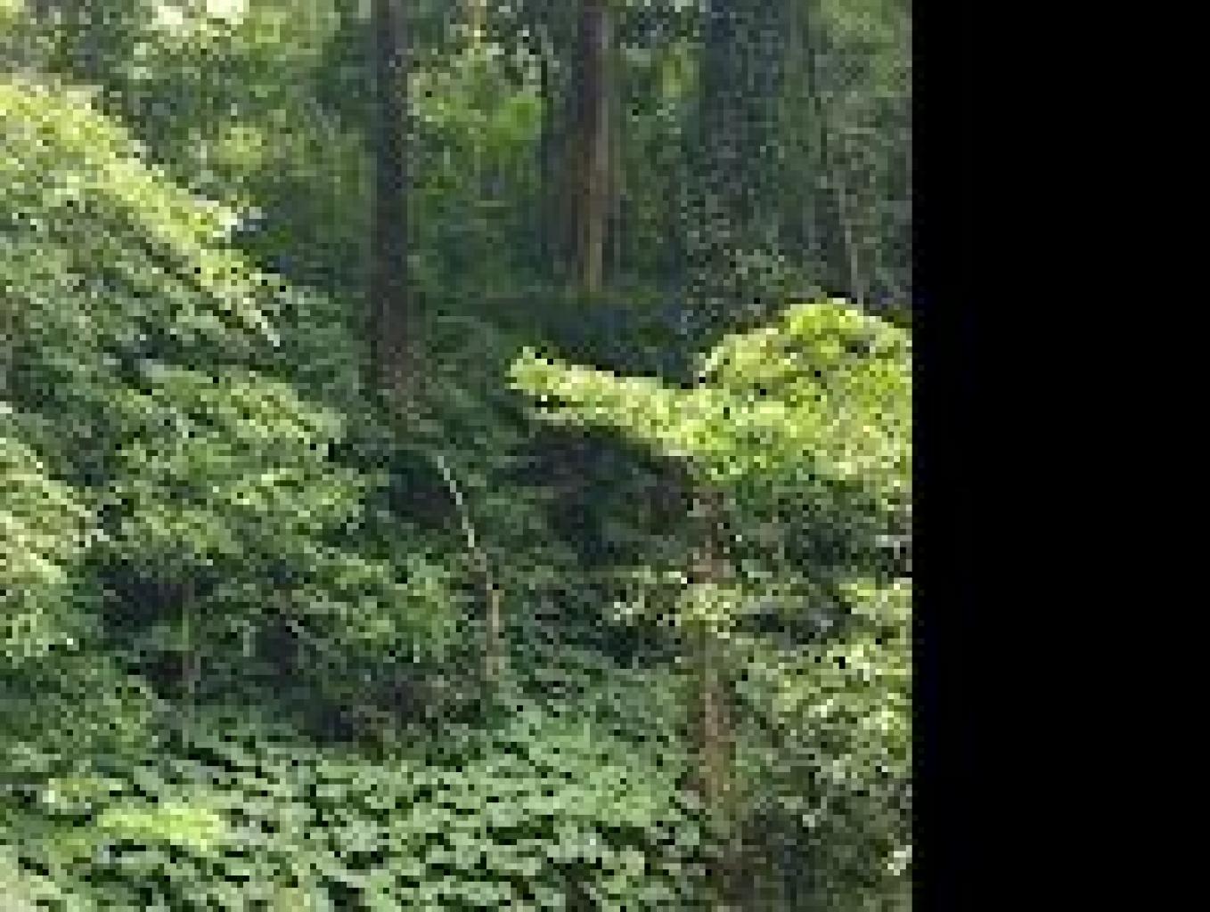 HUTAN PRIMER