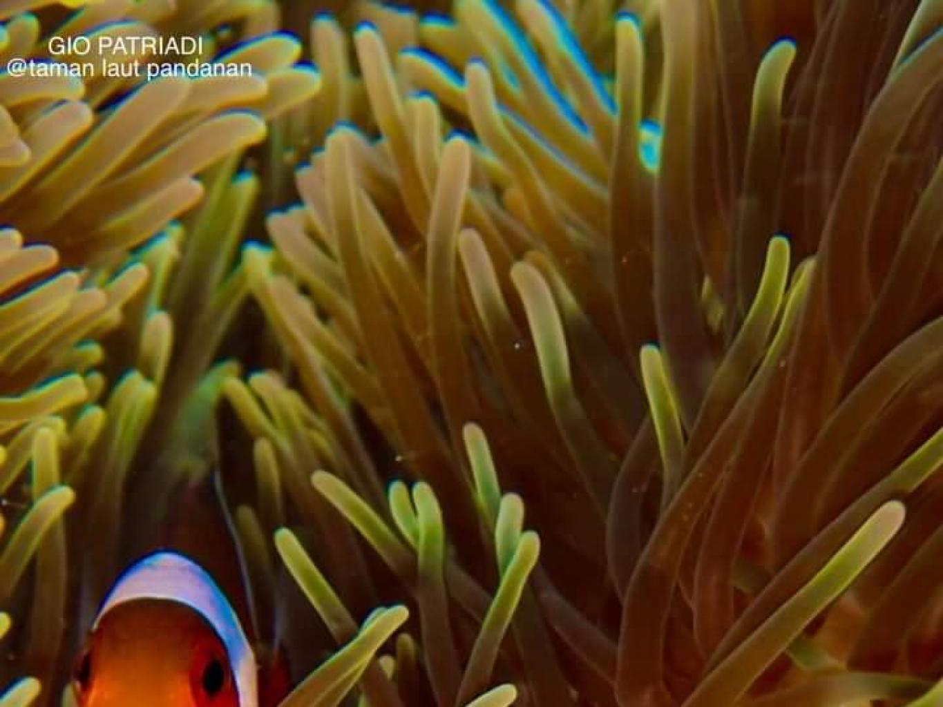 Keindahan Wisata Taman Laut