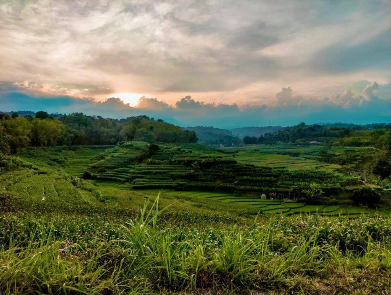 Paket Wisata Edukasi Tanam Padi