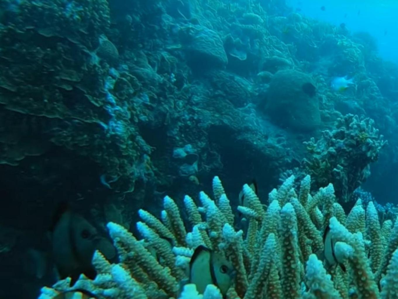 Diving