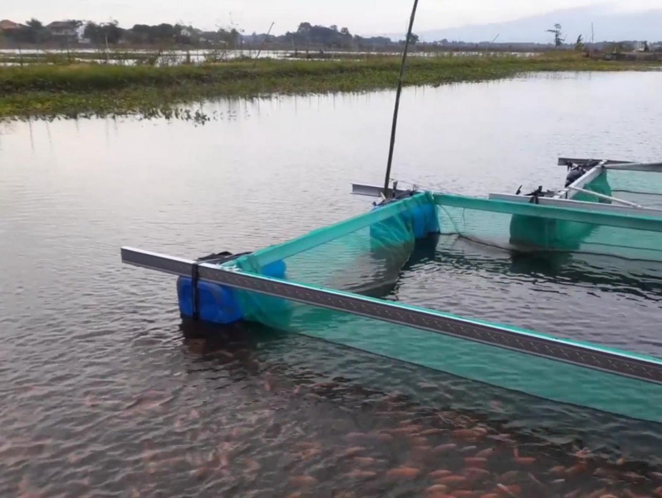 Budidaya Ikan Tawar