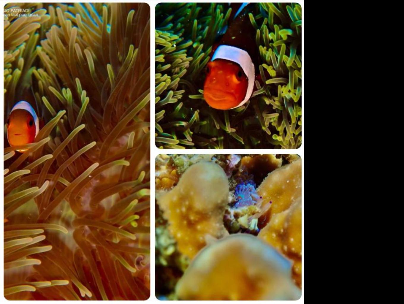 Wisata Taman Laut Pandanan