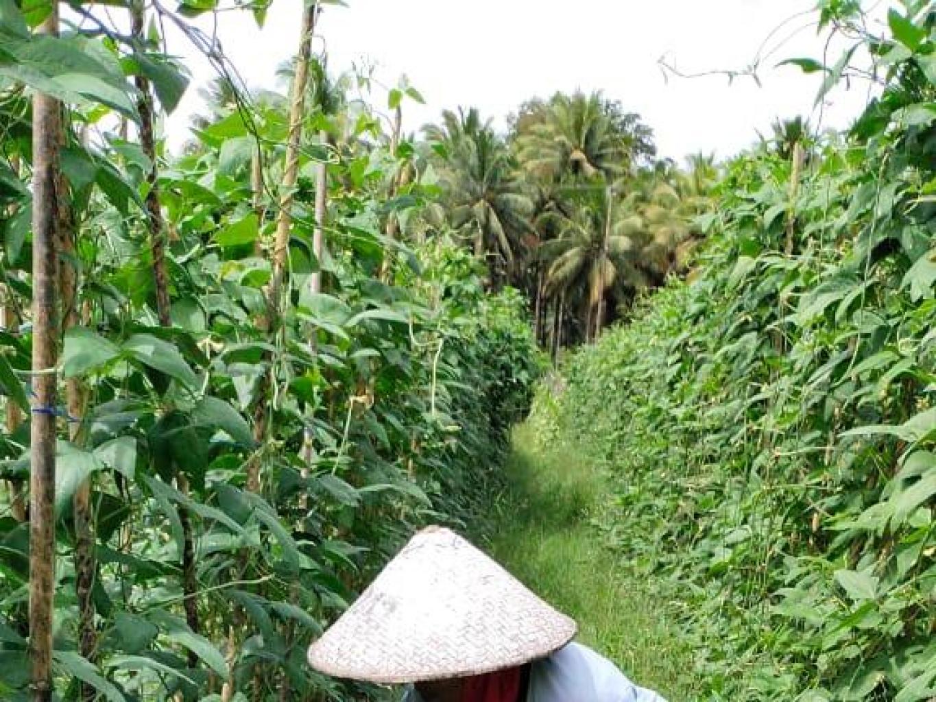 Kacang panjang