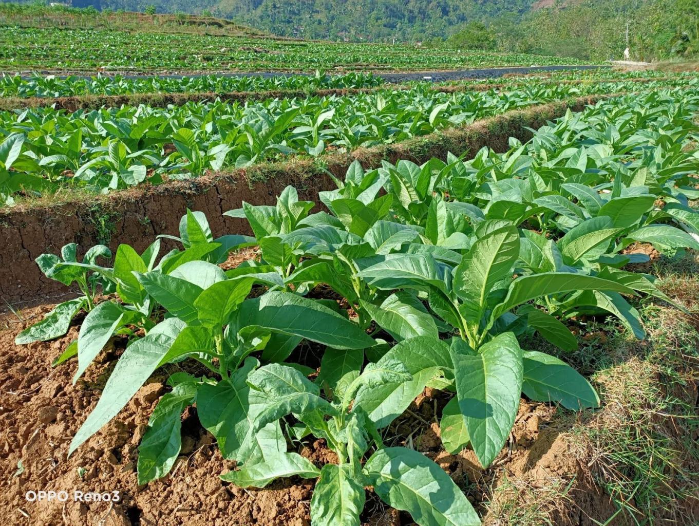 Kebun Tembakau di Musim Kemarau