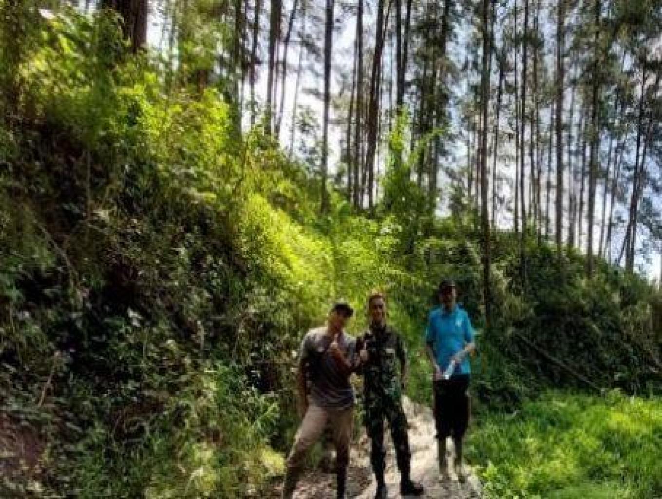 Hutan Pinus Perbukitan Serayu Selatan