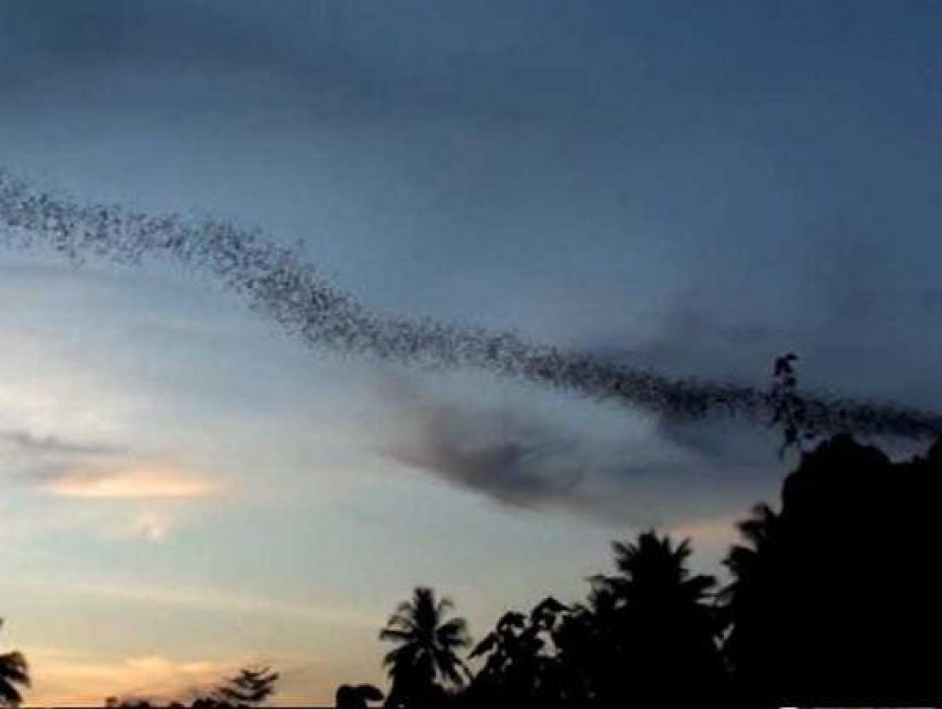 Wisata Minat Khusus Melihat Burung, Kelelawar dan hewan Pandemik