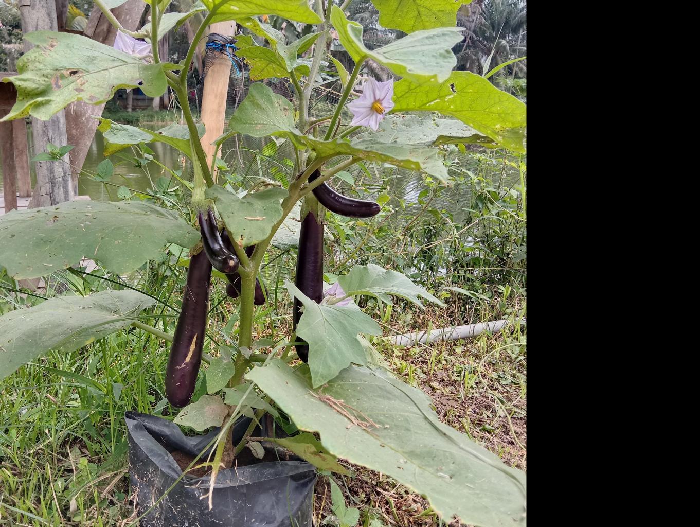 1 hari kegiatan di kampung patin