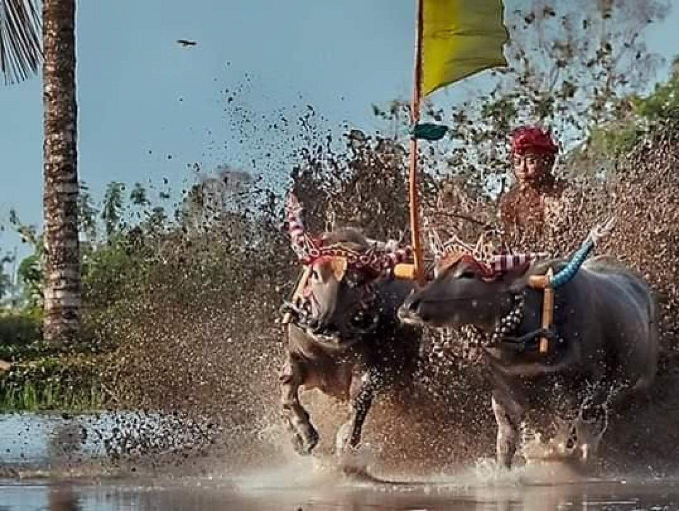 Paket Wisata Mekepung Lampit 