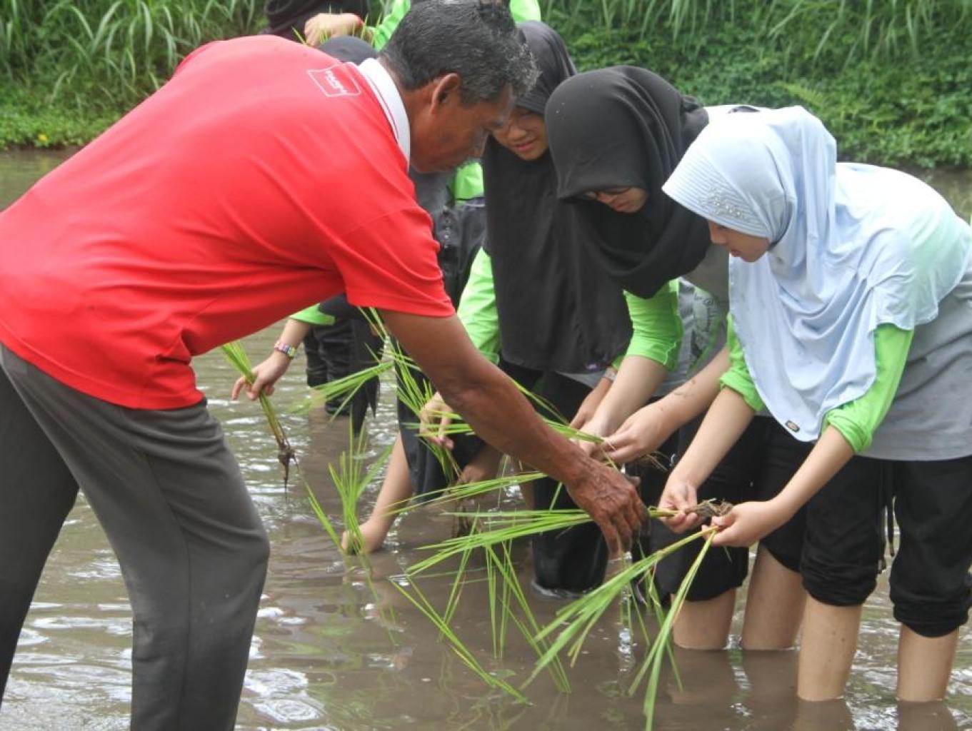 Tanam Padi