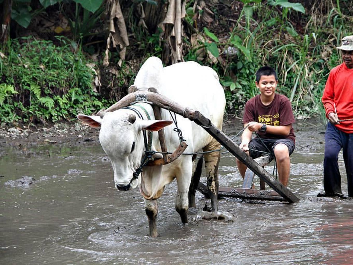 Bajak Sawah