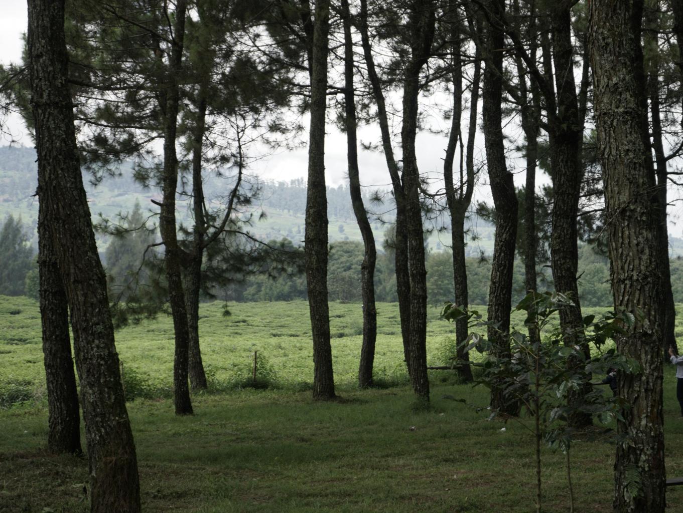 Hutan Pinus PAKAWA