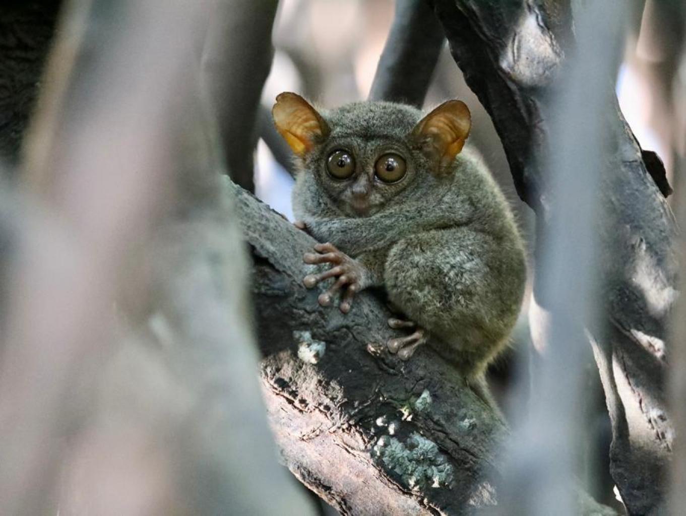 Tarsius Mangrove 