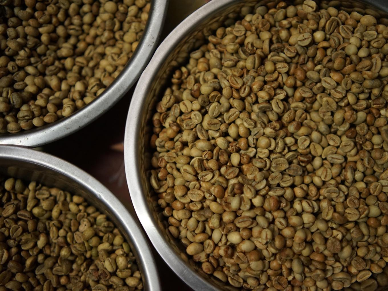 Eduwisata Kopi