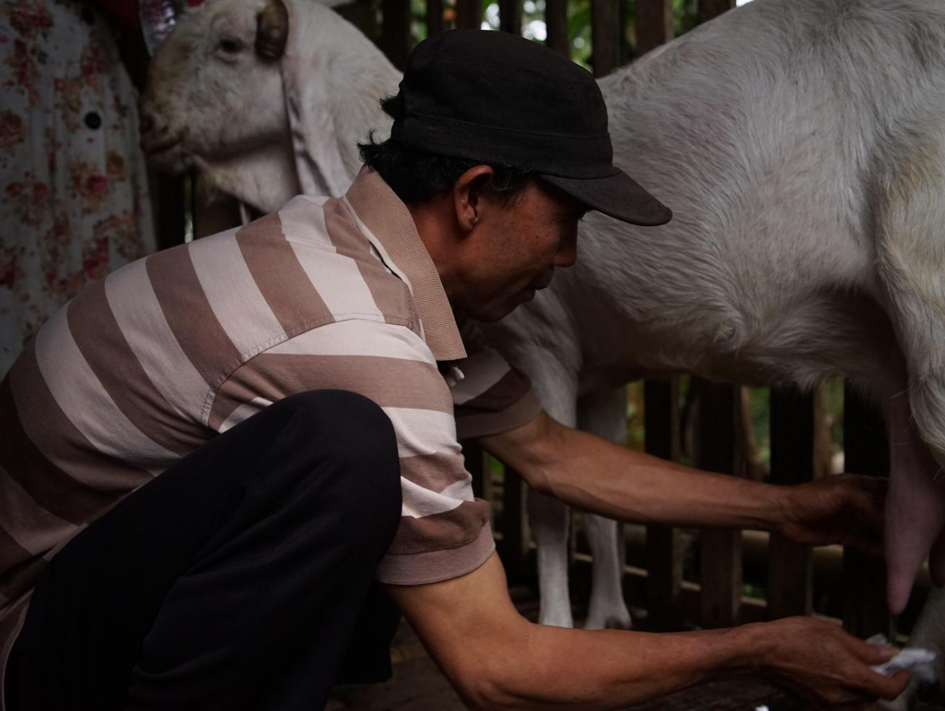 Eduwisata Perah Susu Kambing Etawa