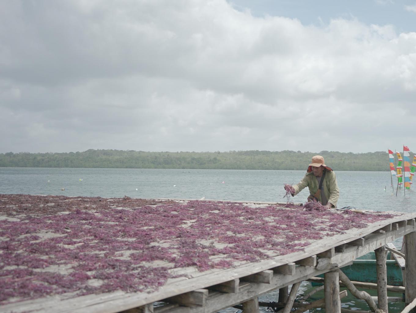 Rumput Laut
