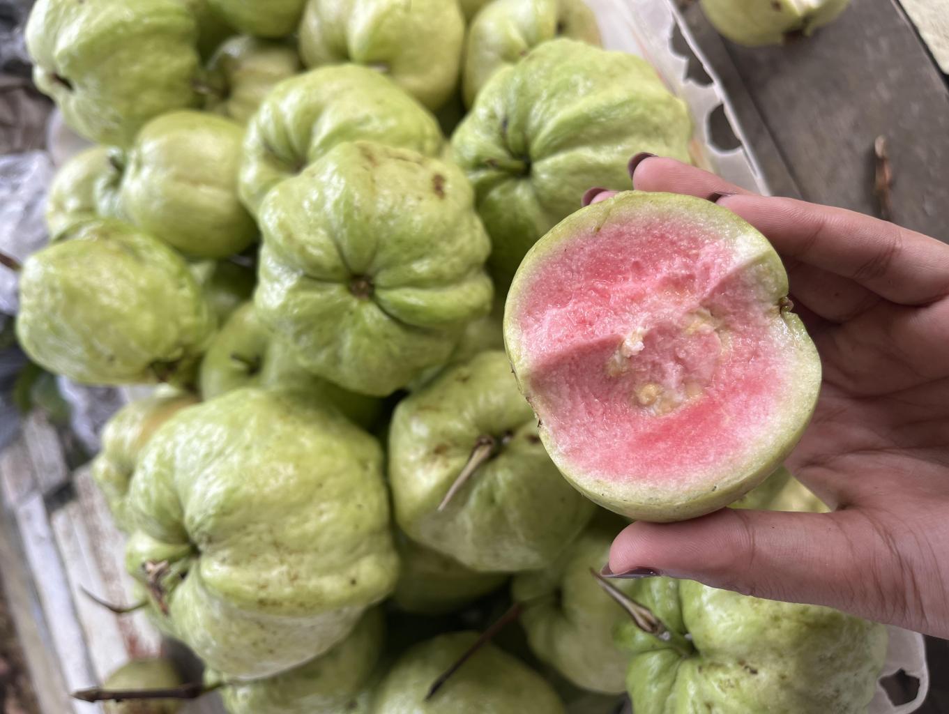 WISATA TAMAN BUAH JAMBU