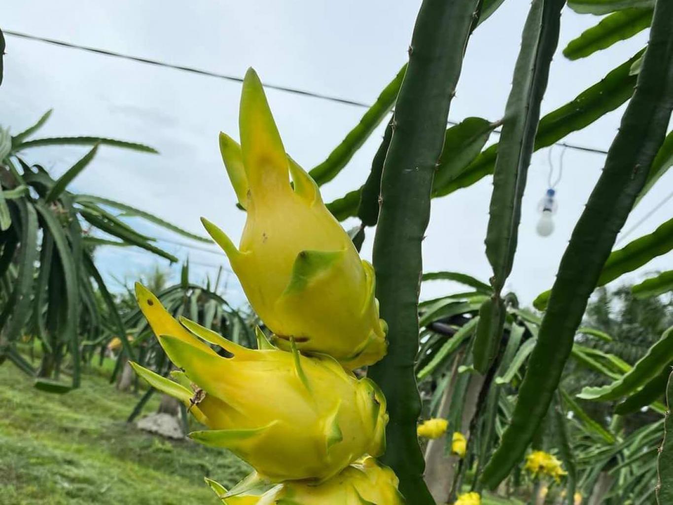 Buah Naga Kuning 