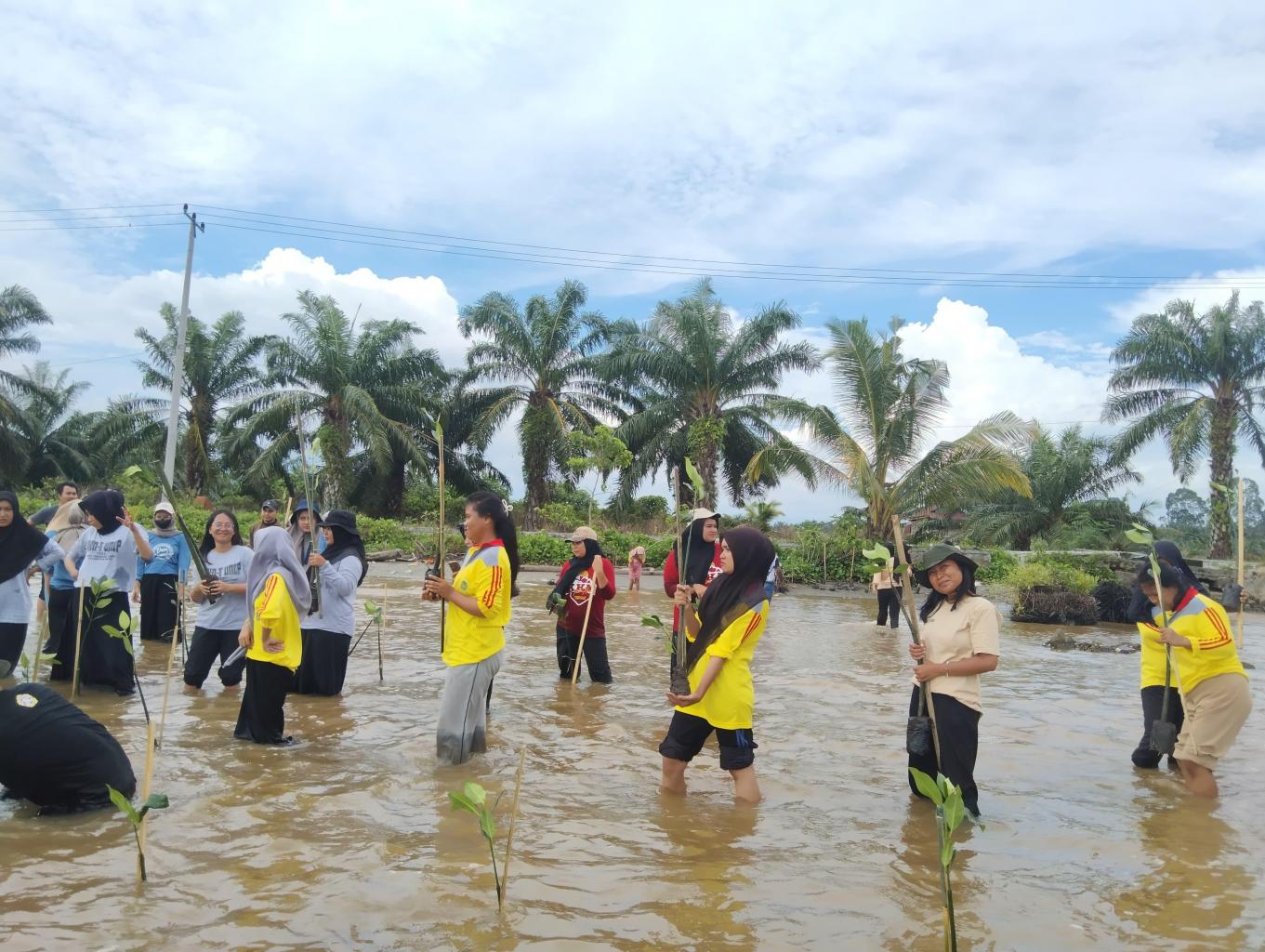 wisata tanam mangrove
