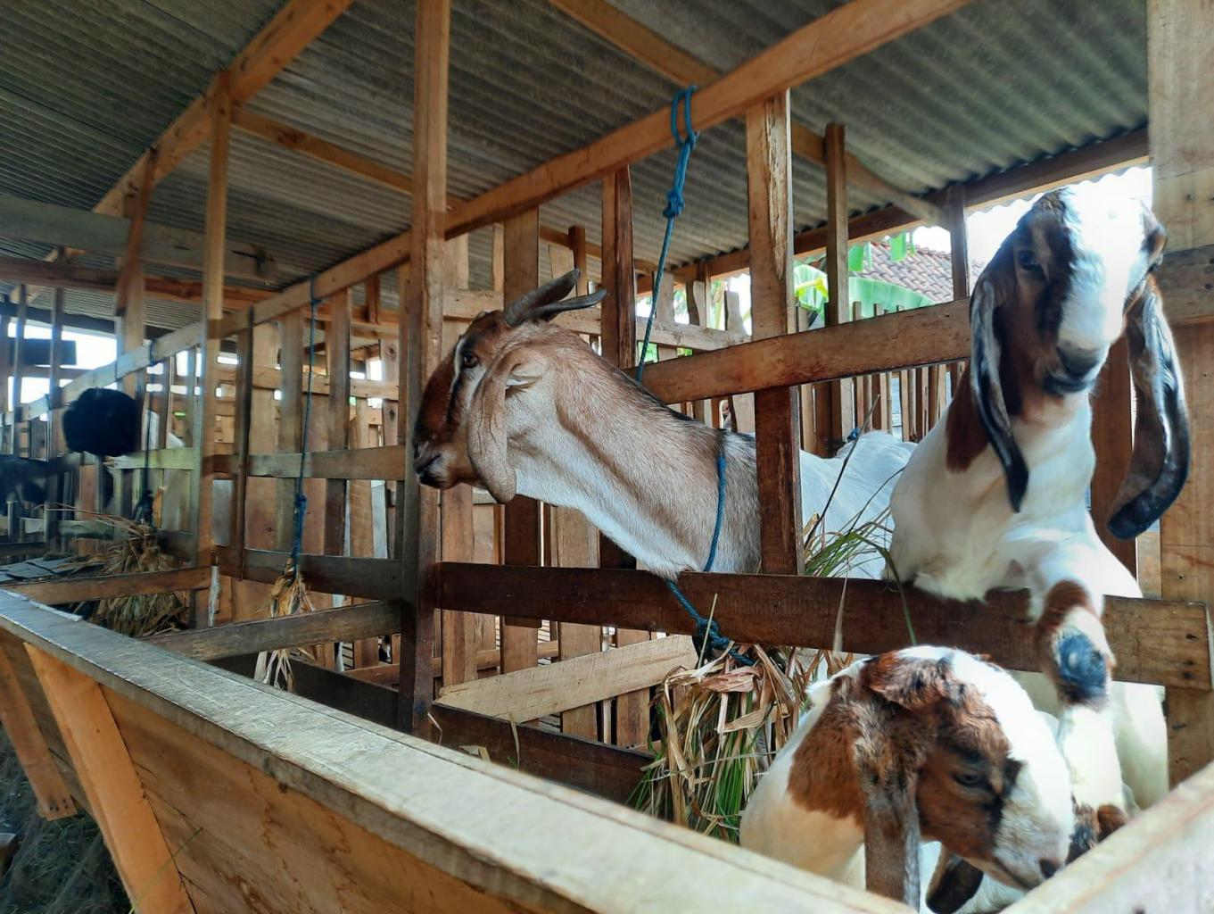 Peternakan Kambing