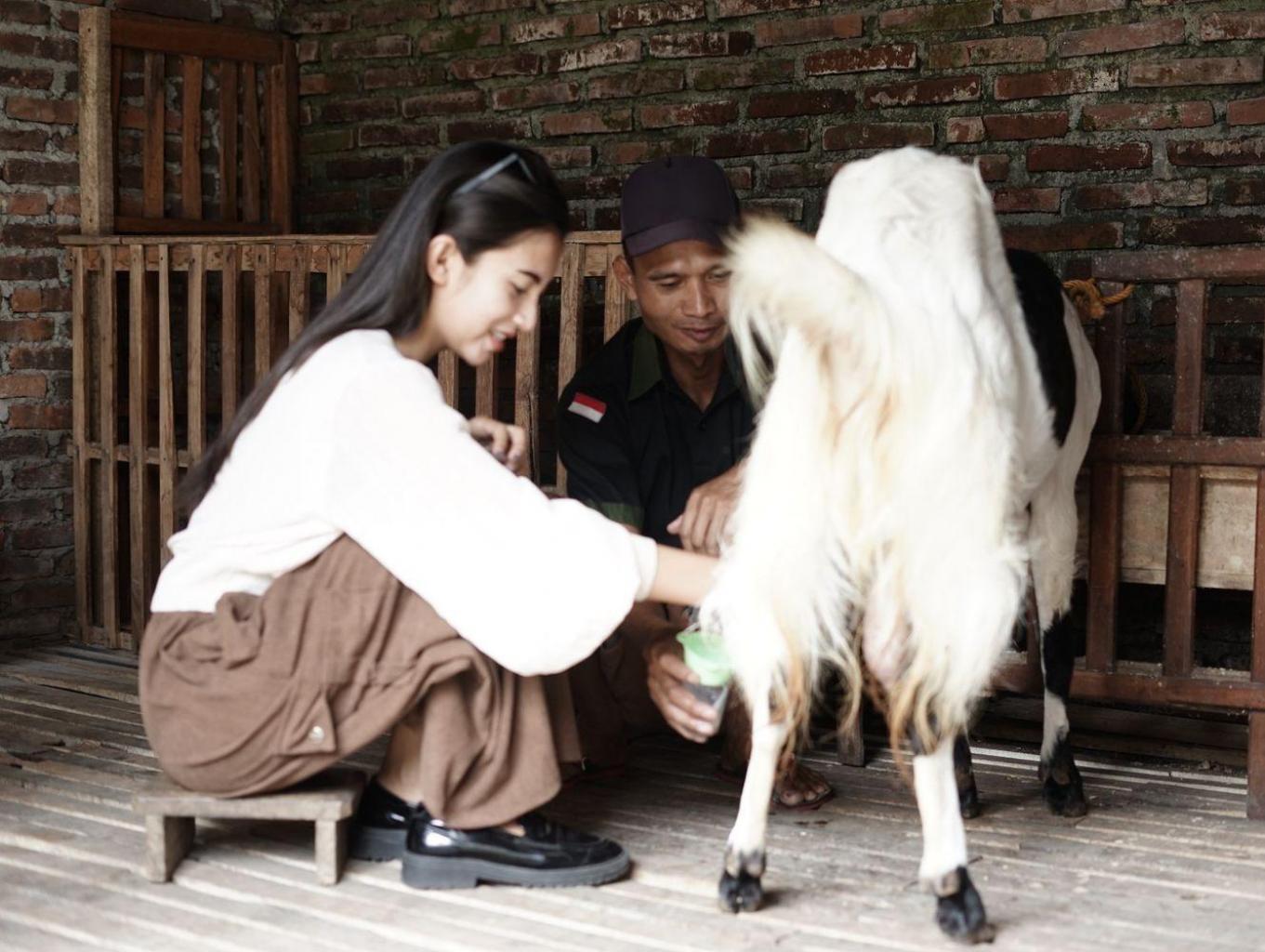 Edukasi membuat produk dari Susu Kambing Etawa